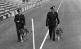 Sverige - Västtyskland 27 september 1965

Poliser med hundar på fotbollsplan i samband med fotbollslandskamp