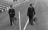 Sverige - Västtyskland 27 september 1965

Poliser med hundar på fotbollsplan i samband med fotbollslandskamp