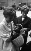 Knytkalaset 5 juli 1965.

Två jubileumsvärdinnor hållande i varsin korg med en kattunge var. Åskådare i bakgrunden.