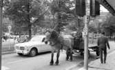 Hästar i stan, 8 juli 1965.

Man med arbetshäst och vagn väntar vid ett stoppljus i centrala stan. Intill finns en bil. Bredvid på trottoaren syns en fotgängare. Andra människor rör sig runtomkring.