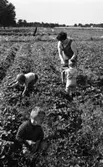 Jordgubbsplockare, 20 augusti 1965

Kvinna och tre små barn plockar jordgubbar på jordgubbsfältet. Kvinnan håller en korg i sina händer. På denna står kartonger med jordgubbar i.