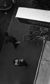 Posten, 2 september 1965

Bild tagen uppifrån på två brevbärare som precis gått ut genom dörrarna från Posten ut på gatan. En skylt med texten 