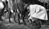 Mjölkreportage  4 februari 1966