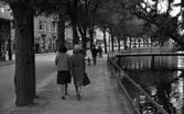 Vinet skall, 3 augusti 1965.

I samband med ett besök från Cresia i Italien togs bilden från Engelbrektsgatan. Två damer promenerar under lindarna längs Svartån i riktning mot Storgatan och slottet.