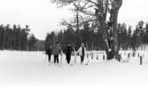 Hästnäs, 20 januari 1966

I förgrunden i mitten av bildens syns det tre flickor som går på skidor i djupare snö. Backom de tre flickorna syns det två ungdomar som följer dem. Till höger på bilden ser man ett träd med fyra fågelholkar. Bredvid trädet ser man ett taggtrådsstängsel.