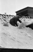 Skottar utan lina 3 mars 1966

Centralt i bilden syns knädjup snö ligga på ett tak. En man sär böjd översitt arbete. Han håller på med med snöröjning. En spade är står upprätt  i snön till vänster om honom. Bakom mannen skymtar en stor skorsten. Mannen är klädd i arbetskläder och har keps på huvudet.