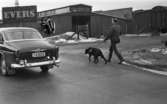 Blind kille 7 april 1966

En blind man är ute och går med sin ledarhund - en svart labrador. En bil med registreringsskylt 