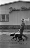 Blind kille 7 april 1966

En blind man är ute och går med sin ledarhund - en svart labrador. I bakgrunden finns ett hus med en skylt med texten 