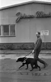 Blind kille 7 april 1966

En blind man är ute och går med sin ledarhund - en svart labrador. I bakgrunden finns ett hus med en skylt med texten 