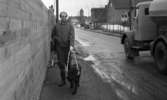 Blind kille 7 april 1966

En blind man promenerar med sin svarta ledarhund - en svart labrador. En lastbil kör förbi dem. Till höger på andra sidan gatan syns ett stängsel framför en företagsbyggnad.
vattentorn i bakgrunden.