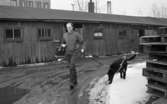 Blind kille 7 april 1966

En blind man promenerar med sin svarta ledarhund - en labrador. Hus syns i bakgrunden.