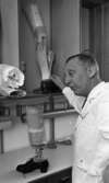 Ortopeden 28 februari 1966

En man i vit rock står framför sin arbetsbänk. Två benproteser är med på bilden.