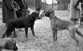 Hunddressyr kurs 22 april 1965