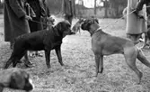 Hunddressyr kurs 22 april 1965