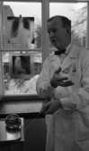 Regionsjukhuset 25 november 1965

En läkare i vit rock står och håller i en spruta med sin vänstra hand. Bakom honom finns tre röntgenbilder som är uppsatta på fönstret. Han befinner sig i ett rum på Regionsjukhuset i Örebro.