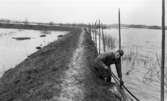Översvämningar av Tysslinge 7 maj 1966