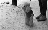 Brr va kallt, 4 februari 1966

En pudel står på marken en snöig vinterdag intill sin matte som på bilden endast har fötter och ben synliga. Hundens matte bär skidpjäxor samt skidbyxor. Hunden har ett litet stickat plagg runt kroppen.