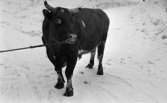 Diabetiker, 155 Ogestad, Fick Guldur 5 februari 1966

En tjur med nosring står på snöig mark. Tjuren hålls i ett rep som är fäst i nosringen.