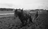 Mra 30 juni 1966

En man plöjer en åker med hjälp av en plog som dras av en häst. I bakgrunden syns en gata samt ett flertal byggnader.