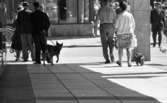 Kvar i stan 26 juli 1967

En kvinna går med en tax i koppel på stan mitt i centrala Örebro. Hon är klädd i ljus kofta och mönstrad kort kjol. En man går bredvid henne klädd i ljus skjorta, ljusa byxor oxh han bär en bag i sin högra hand. Människor och bilar syns i bakgrunden. Till höger går en man med en större hund.