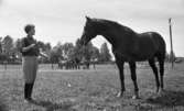 Hästar, Windahls, Krocket, Studentbostäder 11 juli 1967