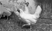 Stressade höns, 22 oktober 1966.