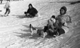 Ånnaboda 29 januari 1968

En kvinna åker pulka tillsamman med två små barn i Ånnaboda. De sitter tillsammans i en pulka. Kvinnan sitter längst bak i pulkan iklädd vit jacka med mönster på axlarna, svarta byxor, mörk mössa, pjäxor och vita vantar. De två små barnen sitter framför henne. Andra personer syns i bakgrunden.