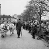 Cirkus i stan.
Bildsidan.
21 maj 1955