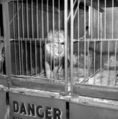 Cirkus i stan.
Bildsidan.
21 maj 1955