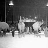 Cirkus i stan.
Bildsidan.
21 maj 1955