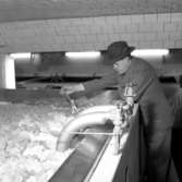 Norlings bryggeri.
11 december 1954.
