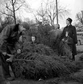 Julgransförsäljning vid Hamnplan.
21 december 1954.