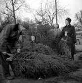 Julgransförsäljning vid Hamnplan.
21 december 1954.