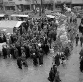 Hindersmässan.
27 januari 1955