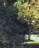 Grönska på Frimurarholmen.