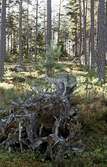 En massa bråte i Karlslundsskogen