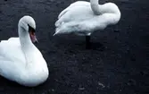 Svanar i Slottsparken