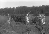 Jordbruksarbete, slåtter, fem personer.
Skördetid vid Prästgården i Svennevad.
Till vänster: Elsa Gustavsson (Sören Johanssons mor).
I mitten: Lisen Gustavsson (Sören Johanssons moster).