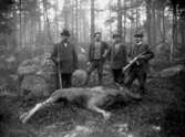 Fyra jägare med gevär och en älg.
Från vänster: Nr 1 Arvid Stenholm, född 1878, Nr 4 Gustaf Ferdinand Hallberg, född 1860.