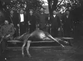 Hjärta jaktlag med skjuten älg.
Från vänster: Sittande fotograf Gustaf Ferdinand Hallberg, Svennevad; Fritz Björk, Hjärtafallet; Einar Svensson, Lilla Hjärta; Manfred Gustavsson, Hjärta; Adolf Svensson, Lilla Hjärta; Albert Persson, Hjätra; Adolf Björk, Hjärtafallet.