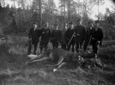 Hjärta jaktlag med skjuten älg.
Från vänster: fotograf Gustaf Ferdinand Hallberg, Svennevad; Manfred Gustavsson, Hjärta; Albert Falkenström, Gilltorp, Närkesberg; Albert Persson, Hjärta; Herbert Andersson, Toltorp, Närkesberg; Adolf Svensson, Lilla Hjärta; Einar Svensson, Lilla Hjärta; Elvin Gustavsson, Lilla Hjärta.