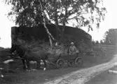 Björken som växer i Klovstenablocket och en hästkärra. En man i hästkärran.