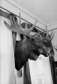 Rumsinteriör, älghuvud på väggen.
Gullberg