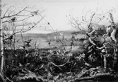 Diorama.
Jakt- och Naturvårdsutställningen.
Hammarsten (?) - Liljefors.