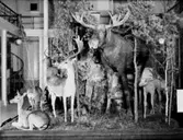 Karolinska Museet (Biologiska Museet), murgrönan.