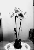 Blomkruka, Amaryllis.
Rumsinteriör.
Fröken Nykvist