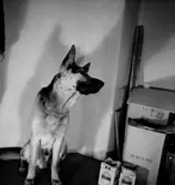 Rumsinteriör, en hund.
Kemal