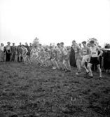 Tävling.
Karlslunds Idrottsförening (K.I.F.).