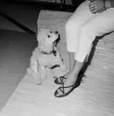 En kvinna med Oscaria-skor och hund.
Oscaria Skofabrik.
Bilden tagen för fönsterskylt.