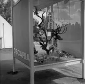 Oscarias monter på utställningen 